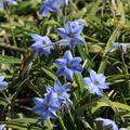 Ipheion uniflorum 'Rolf Fiedler'