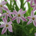 Ipheion uniflorum 'Tessa'