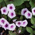 Zierssskartoffel Sugabeauty 'Blooming Lady', Ipomoea batatas