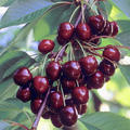 Süsskirsche 'Regina' Prunus avium 'Regina'