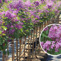 Zwergflieder, Syringa Bloomerang Dark Purple, Blte im April, Bltenstrauch