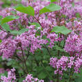 Zwergflieder Stmmchen, Syringa Bloomerang Dark Purple, Blte im April, Bltenstrauch