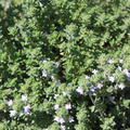Thymus thracicus 'Pinewood'