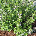 Thymus x citriodorus 'Lemon'