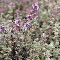 Thymus x citriodorus 'Silver Queen' Weirandiger-Zitronen-Thymian