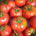 Tomate Fleischtomate Berner Rosen Solanum lycopersicum