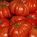 Tomate Fleischtomate Ochsenherz (Cuore di Bue) Solanum lycopersicum