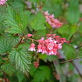 Traubenspiere Neillia affinis