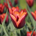Tulipa Slawa