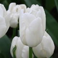 Tulipa White Sensation