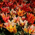 Tulpen-Mischung 'Fun Colors', Tulipa 'Fun Colors'