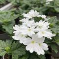 Eisenkraut Weiss, Verbena x hybrida