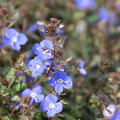 Veronica pedunculata Giorgia Blue