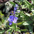 Veronica prostrata (veg)