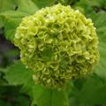 Viburnum opulus 'Roseum', Schneeball, Hinrichs, XXL Pflanzen