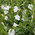 Vinca minor Elias (S)