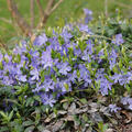 Vinca minor blau, immergrn