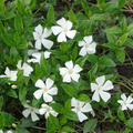 Vinca minor weiss, Immergrn