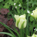 Viridiflora tulpe grne Tulpe 'Spring Green'