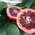 Vollblut-Mandarine Amoa 8 Citrus sinensis x Citrus deliciosa 'Amoa 8'