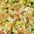 Weigela florida 'My Monet Sunset' Weigela florida 'My Monet Sunset'