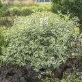 Weissbunter Hartriegel 'Ivory Halo' Cornus alba 'Ivory Halo'