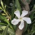 weisser Oleander 'Mont Blanc' (Nerium oleander)