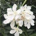 weisser Oleander Lubera