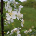 Malus 'Red Juvel'