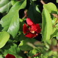 Zierquitte (Chaenomeles superba 'Crimson and Gold'