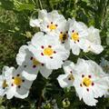 Zistrose 'Decumbens'