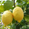 Citus limon, Limone Ovale di Sorrento
