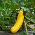 Zucchini Gold Rush, Cucurbita pepo