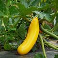 Zucchini Gold Rush, Cucurbita pepo