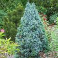 Zuckerhutfichte 'Blue Wonder' Picea glauca 'Blue Wonder'
