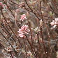 Viburnum farreri 'Nanum' Zwerg-Duftschneeball