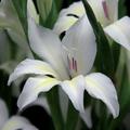 Gladiolus colville 'Albus'