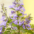 Palisanderholzbaum 'Bonsai Blue', Jacaranda mimosifolia 'Bonsai Blue'