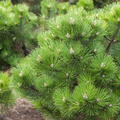Zwerg-Schwarzkiefer 'Hornibrookiana' Pinus nigra 'Hornibrookiana'