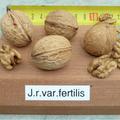 Juglans regia var. Fertilis