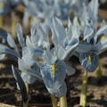 Iris 'Sheila Ann Germaney'