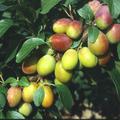 Zwetschge 'Colora', Prunus domestica