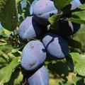 Zwetschge 'Joganta', Prunus domestica