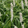 Liriope muscari 'Monroe White'