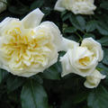 fterblhende Ramblerrose 'Alberic Barbier'