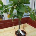 Spte Blondorange 'Valencia late', Citrus sinensis 'Valencia late'