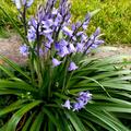 Spanisches Hasenglckchen blau, Hyacinthoides hispanica blau