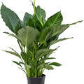 Spathiphyllum 'Silvana', Busch, im 19cm Topf, Hhe 90cm, Breite 70cm