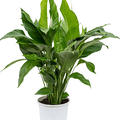 Spathiphyllum 'Sweet Lauretta', Busch, im 24cm Topf, Hhe 90cm, Breite 60cm