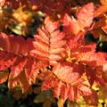 Speierling - Herbstfärbung